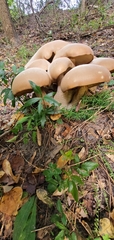 Macrocybe