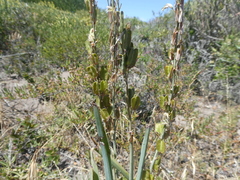Chlorophytum triflorum