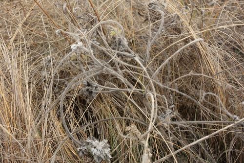 Image of Astragalus dasyanthus by (c) Aleksei Baushev, some rights reserved (CC BY)