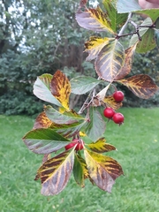 Crataegus persimilis