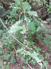 Achatocarpus oaxacanus