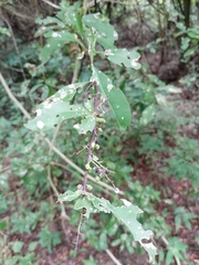 Achatocarpus oaxacanus