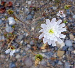 Atrichoseris platyphylla