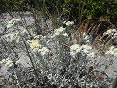 Helichrysum crispum