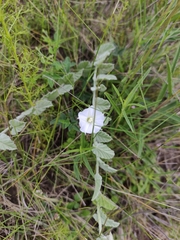 Convolvulus hermanniae