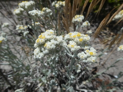 Helichrysum crispum