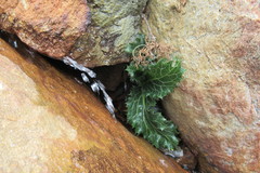 Lichtensteinia lacera