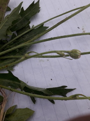 Hypochaeris variegata