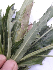 Hypochaeris variegata