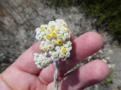 Helichrysum crispum