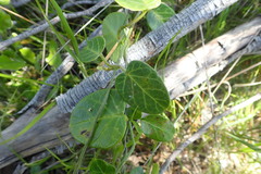 Cynanchum obtusifolium