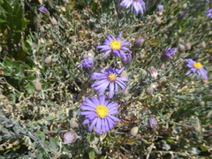 Amellus asteroides asteroides