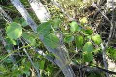 Cynanchum obtusifolium