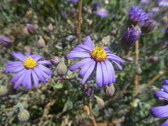 Amellus asteroides asteroides