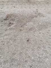 Dasymutilla arachnoides