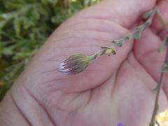 Amellus asteroides asteroides