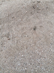 Dasymutilla arachnoides