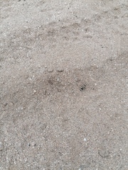 Dasymutilla arachnoides