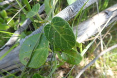 Cynanchum obtusifolium