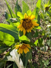 Wyethia glabra