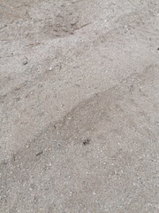 Dasymutilla arachnoides