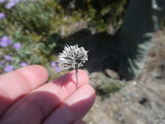 Amellus asteroides asteroides