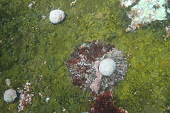 Scutellastra tabularis