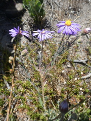 Amellus asteroides asteroides