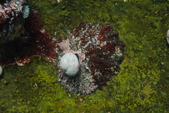 Scutellastra tabularis