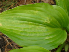 Hosta virus x