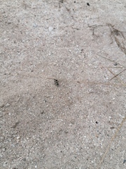 Dasymutilla arachnoides