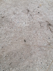 Dasymutilla arachnoides