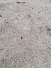 Dasymutilla arachnoides