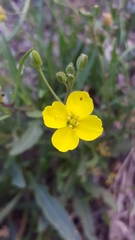 Diplotaxis tenuifolia