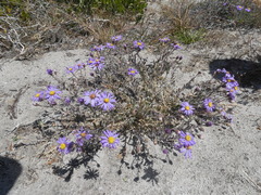Amellus asteroides asteroides