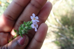 Chaenostoma cordatum