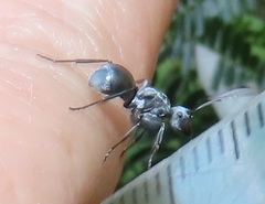Polyrhachis schlueteri