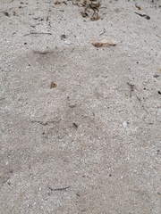 Dasymutilla arachnoides