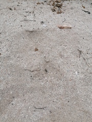 Dasymutilla arachnoides