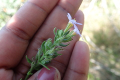 Chaenostoma cordatum