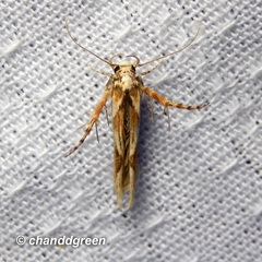Stathmopoda stimulata