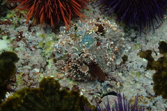 Scutellastra tabularis