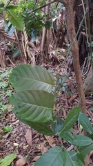 Oxyanthus pyriformis