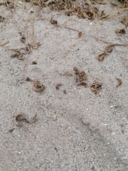 Dasymutilla arachnoides