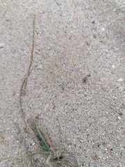 Dasymutilla arachnoides