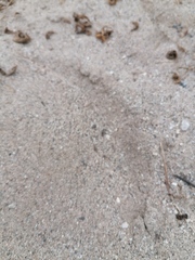 Dasymutilla arachnoides