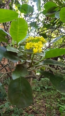 Psychotria capensis capensis