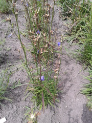 Campanula baumgartenii