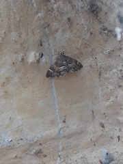 Hymenia