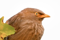 Argya striata